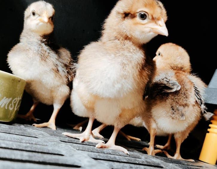 Afschermen tegen roofdieren en vogelgriep